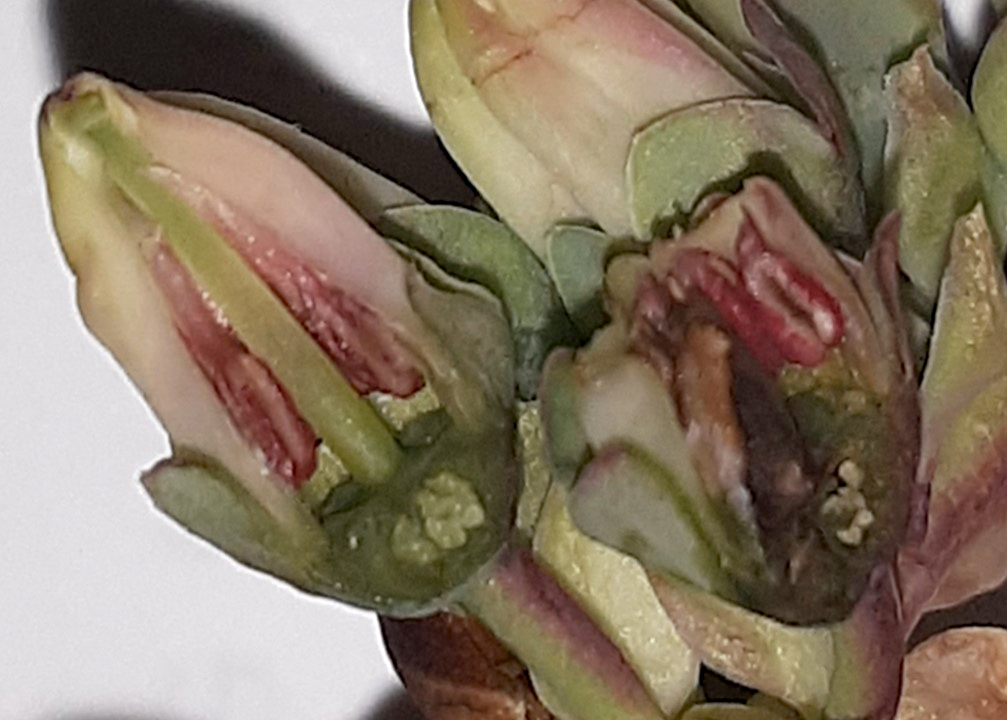 Freeze injury to blueberry flower